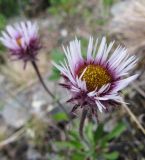 Erigeron borealis. Соцветие. Коми, Интинский р-н, Приполярный Урал, Нац.парк \"Югыд Ва\", бассейн р. Пелингичей, долина руч. Южный, каменистый склон. 17.07.2010.