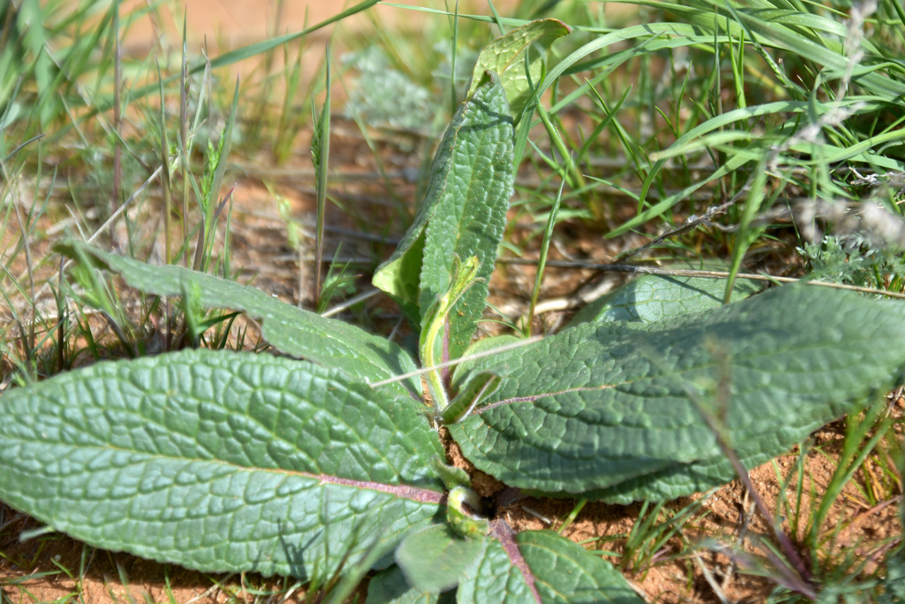 Image of Verbascum phoeniceum specimen.