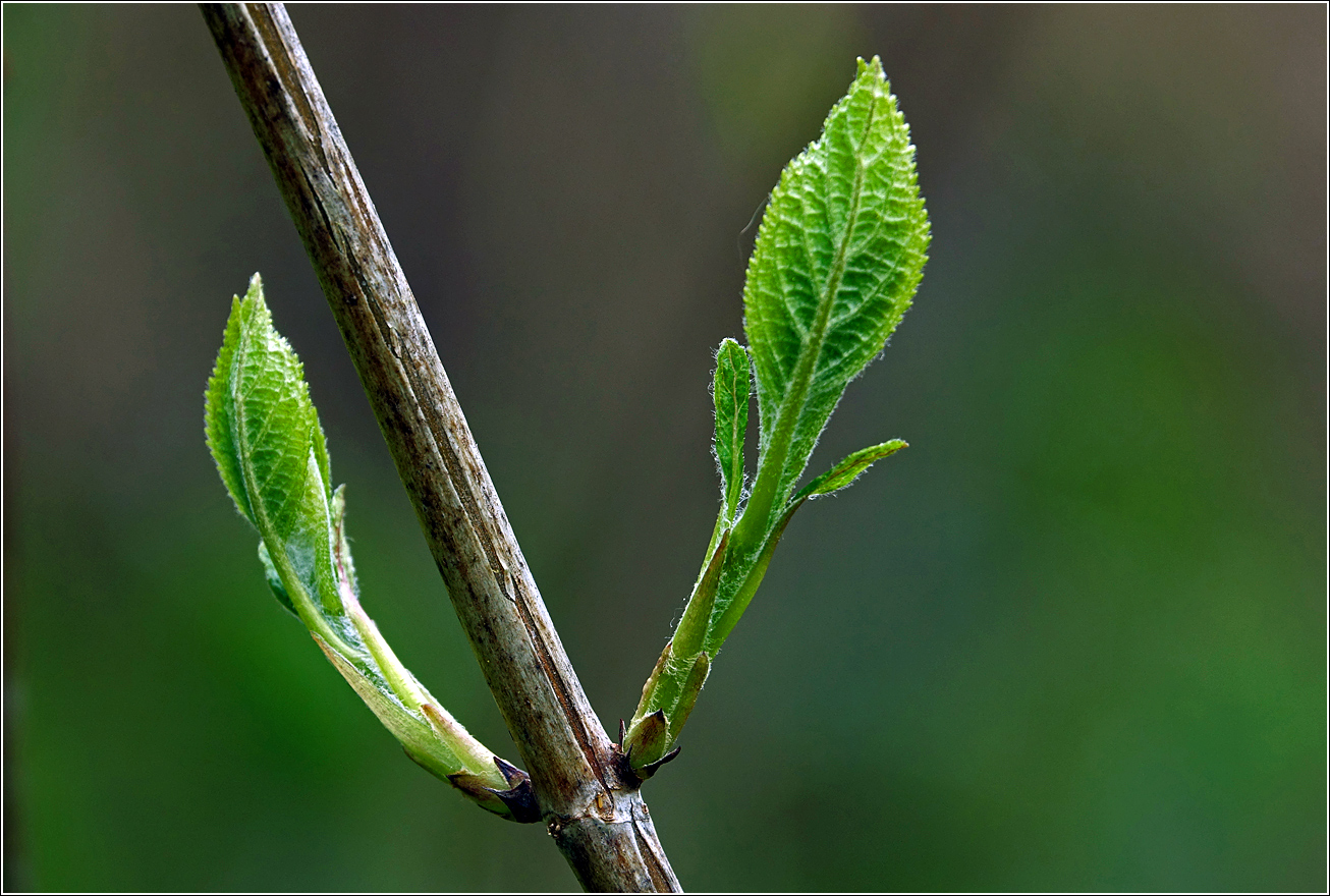 Image of Hydrangea paniculata specimen.