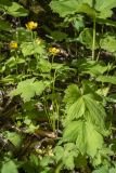 Ranunculus cappadocicus. Цветущее растение. Краснодарский край, Апшеронский р-н, хр. Азиш-Тау, пихтово-кленовый лес. 24.05.2025.