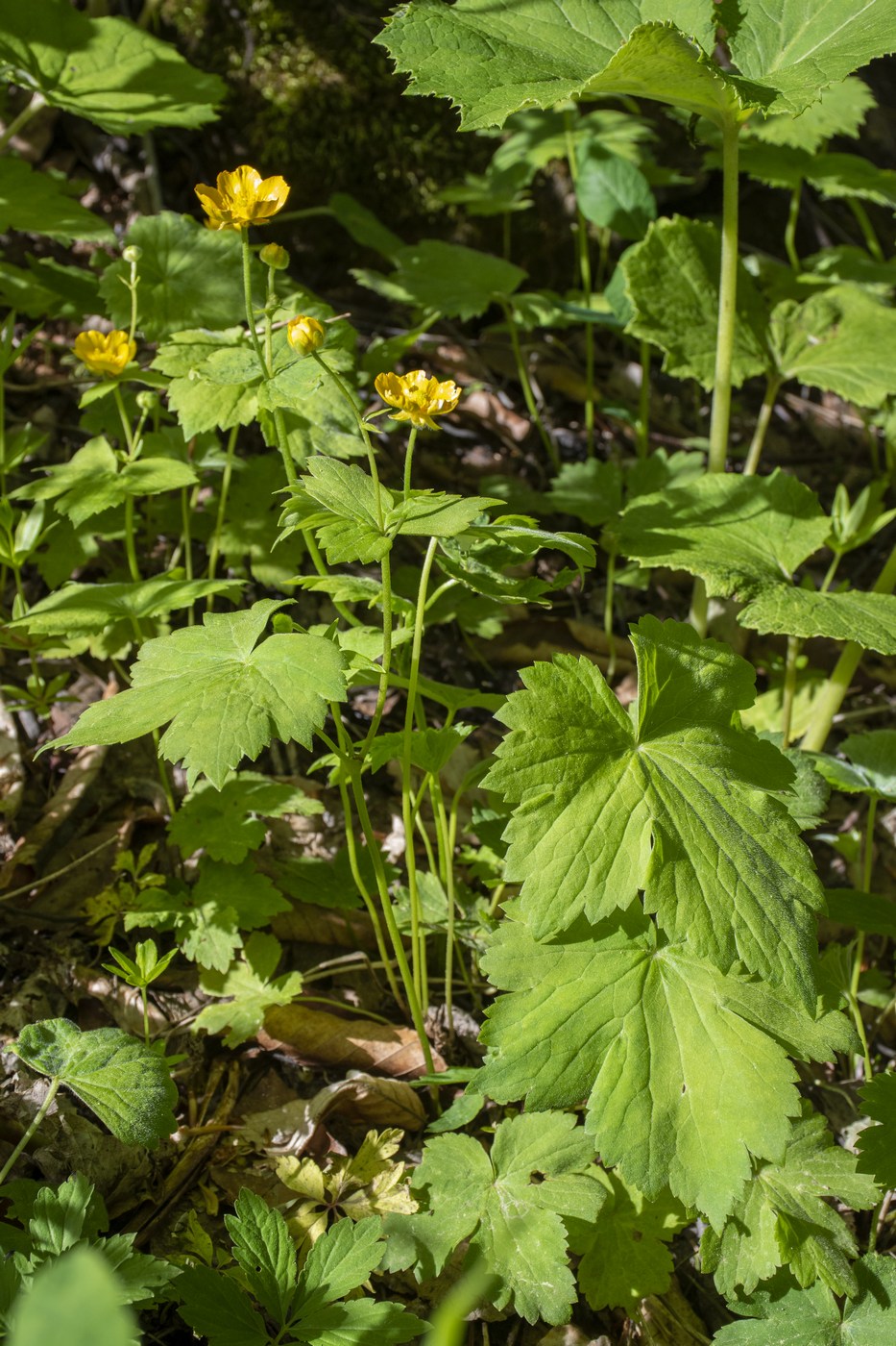 Изображение особи Ranunculus cappadocicus.