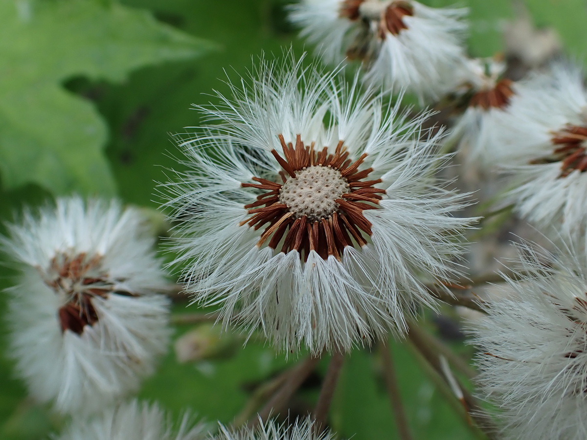 Image of Petasites tatewakianus specimen.