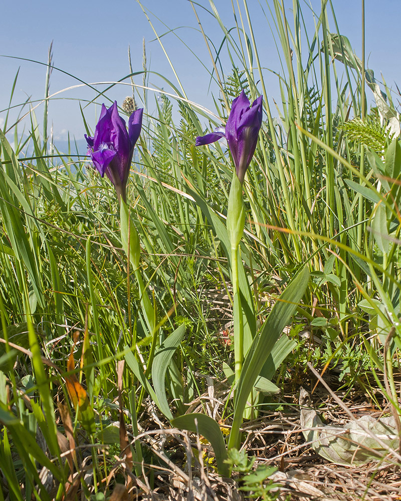 Image of Iris aphylla specimen.