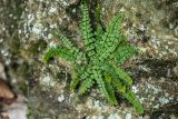 genus Asplenium