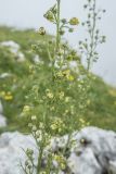 Scrophularia orientalis