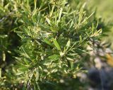 View full-size image Rhamnus erythroxyloides