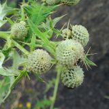 род Cirsium. Развивающиеся соцветия. Карачаево-Черкесия, Урупский р-н, перевал Пхия, щебнистая насыпь строящейся дороги. 20.07.2025.