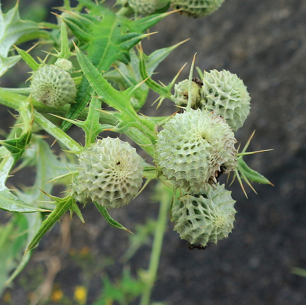 Image of genus Cirsium specimen.
