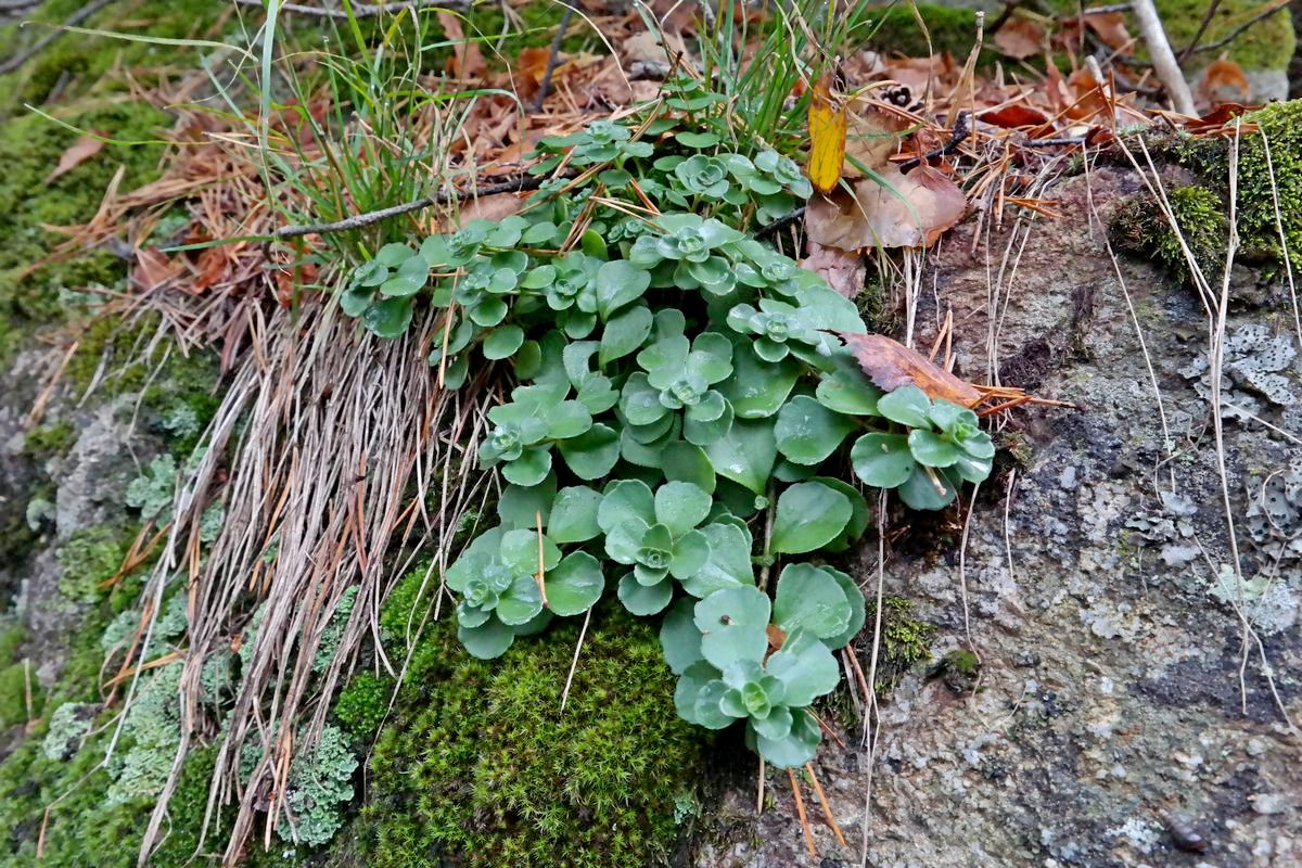 Image of familia Crassulaceae specimen.