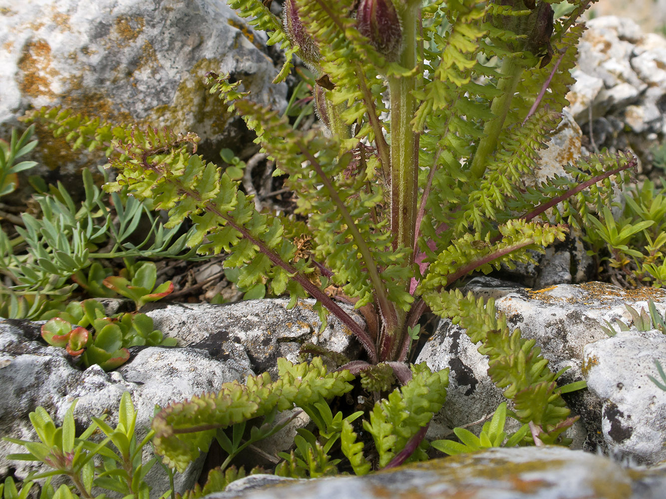 Image of genus Pedicularis specimen.