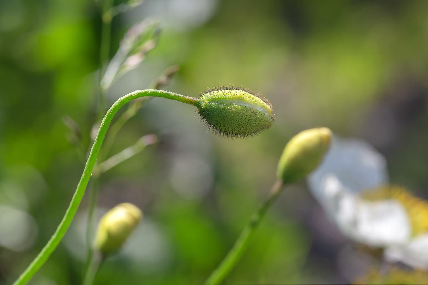 Image of genus Papaver specimen.