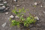 Smyrnium rotundifolium