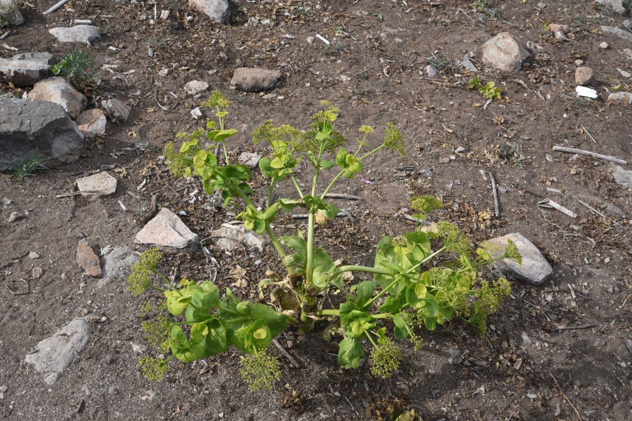 Изображение особи Smyrnium rotundifolium.