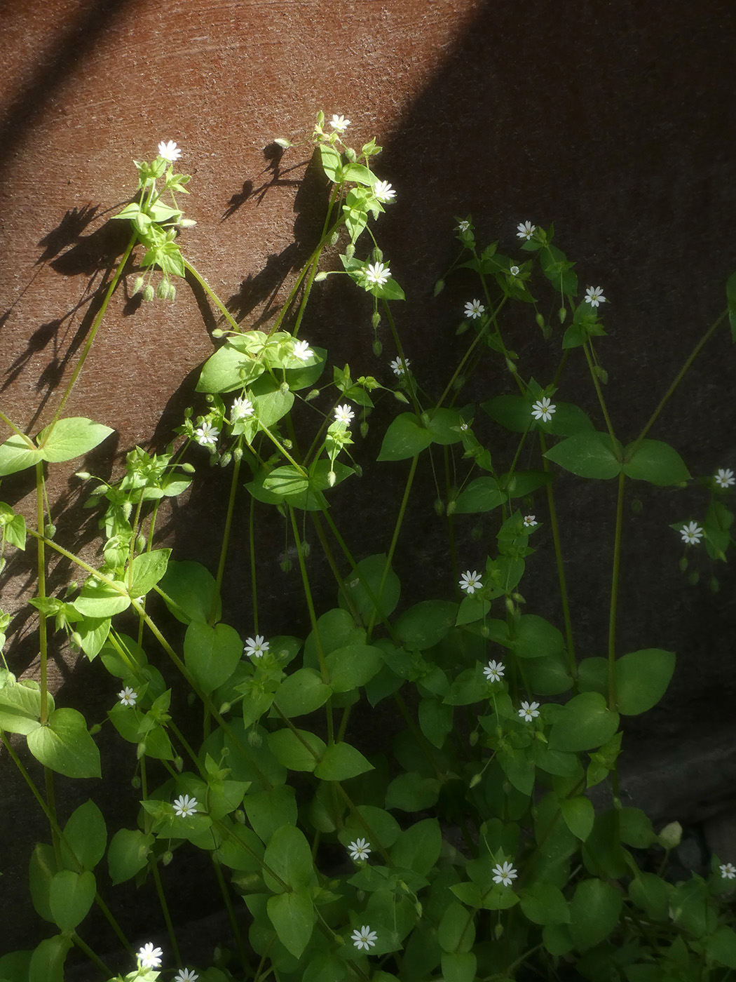 Image of Stellaria media specimen.