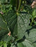 Смотреть изображение род Verbascum