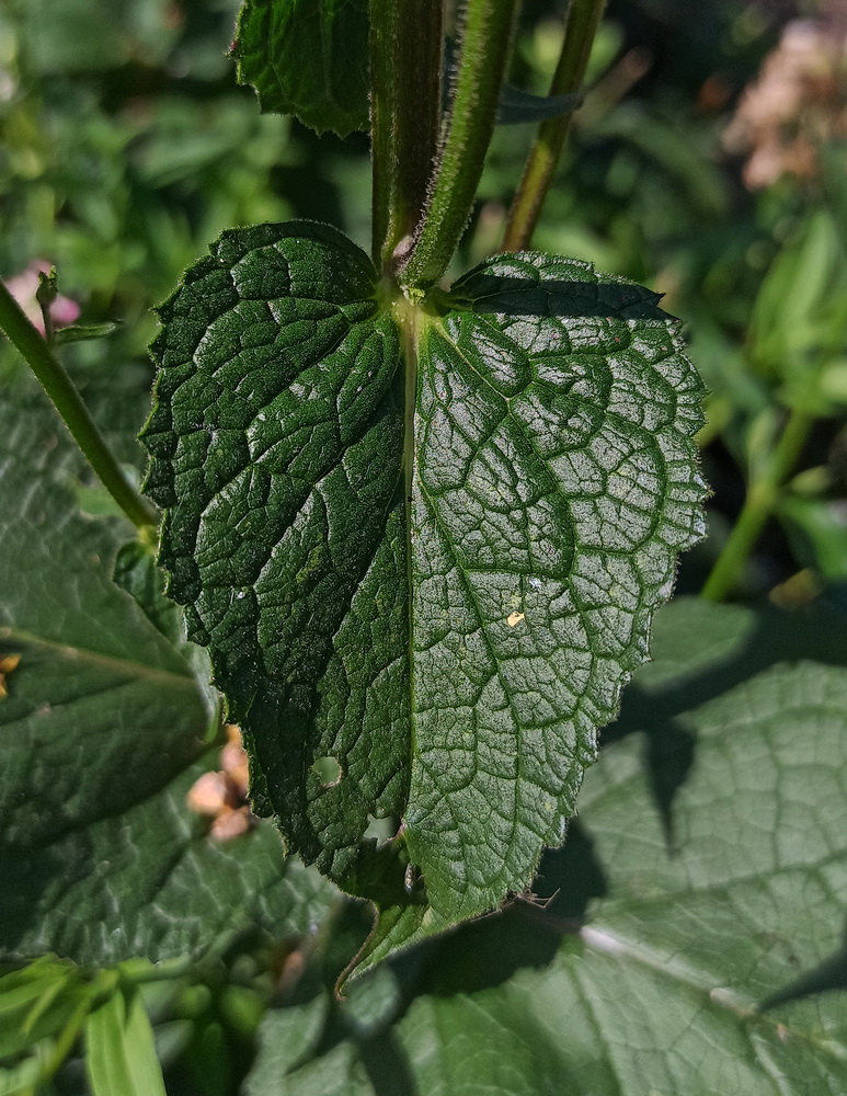 Изображение особи род Verbascum.