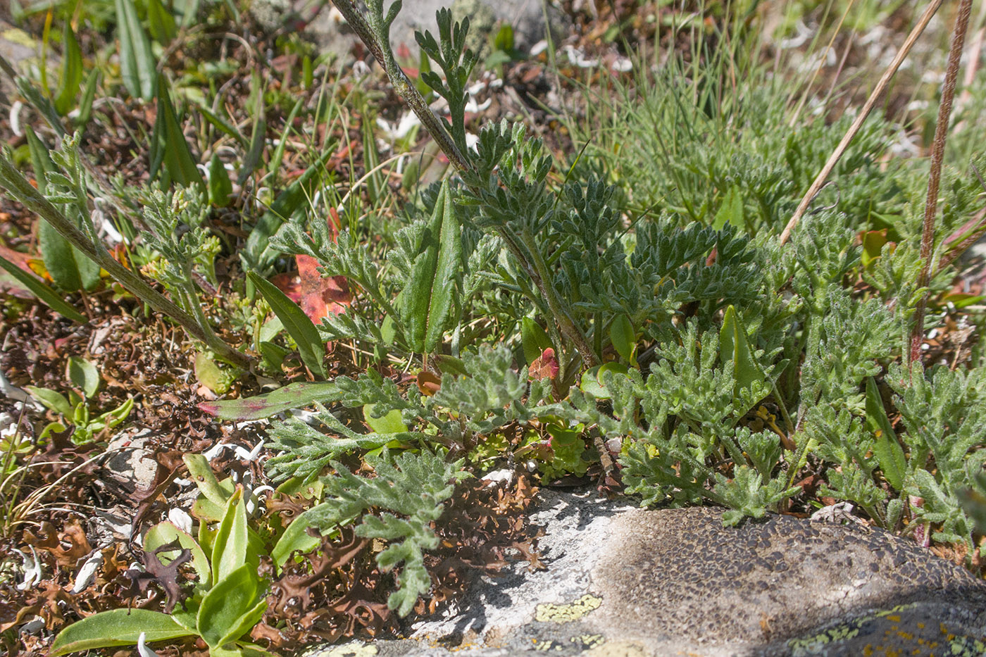 Image of Anthemis saportana specimen.