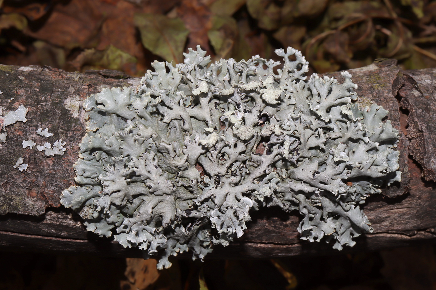 Изображение особи Hypogymnia physodes.