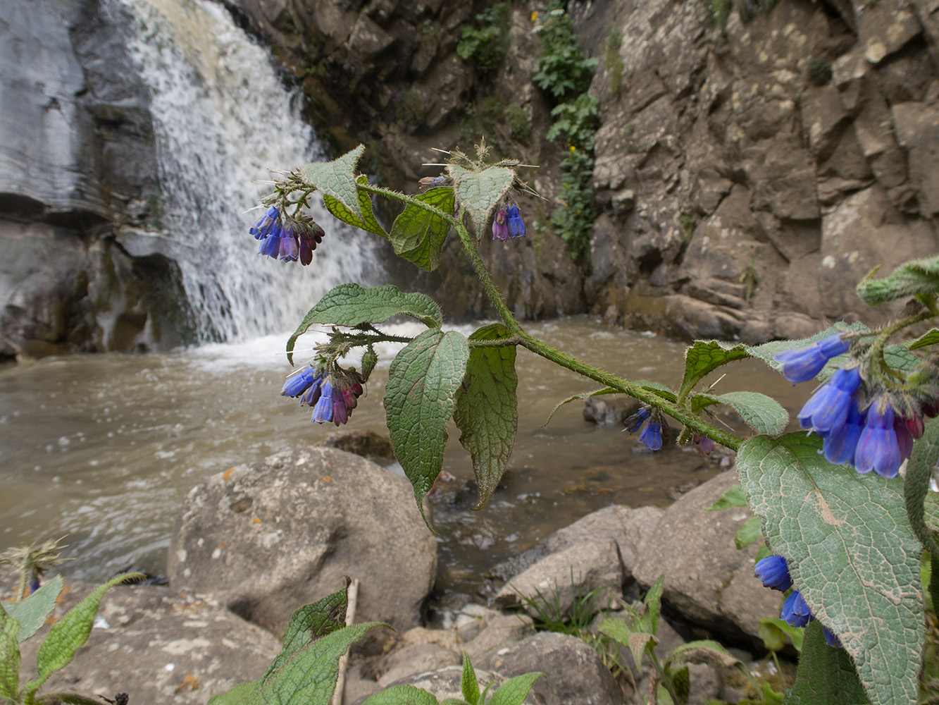 Image of Symphytum asperum specimen.
