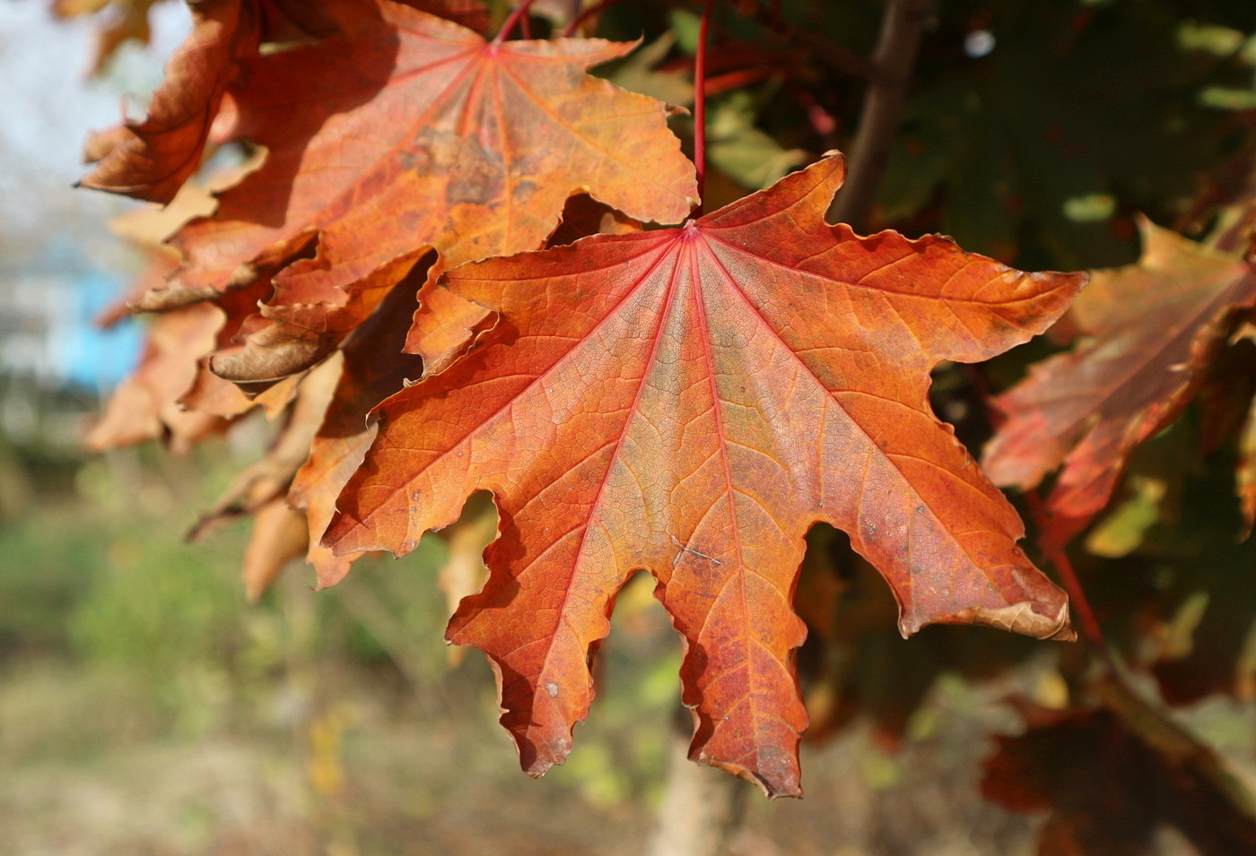 Image of Acer platanoides specimen.