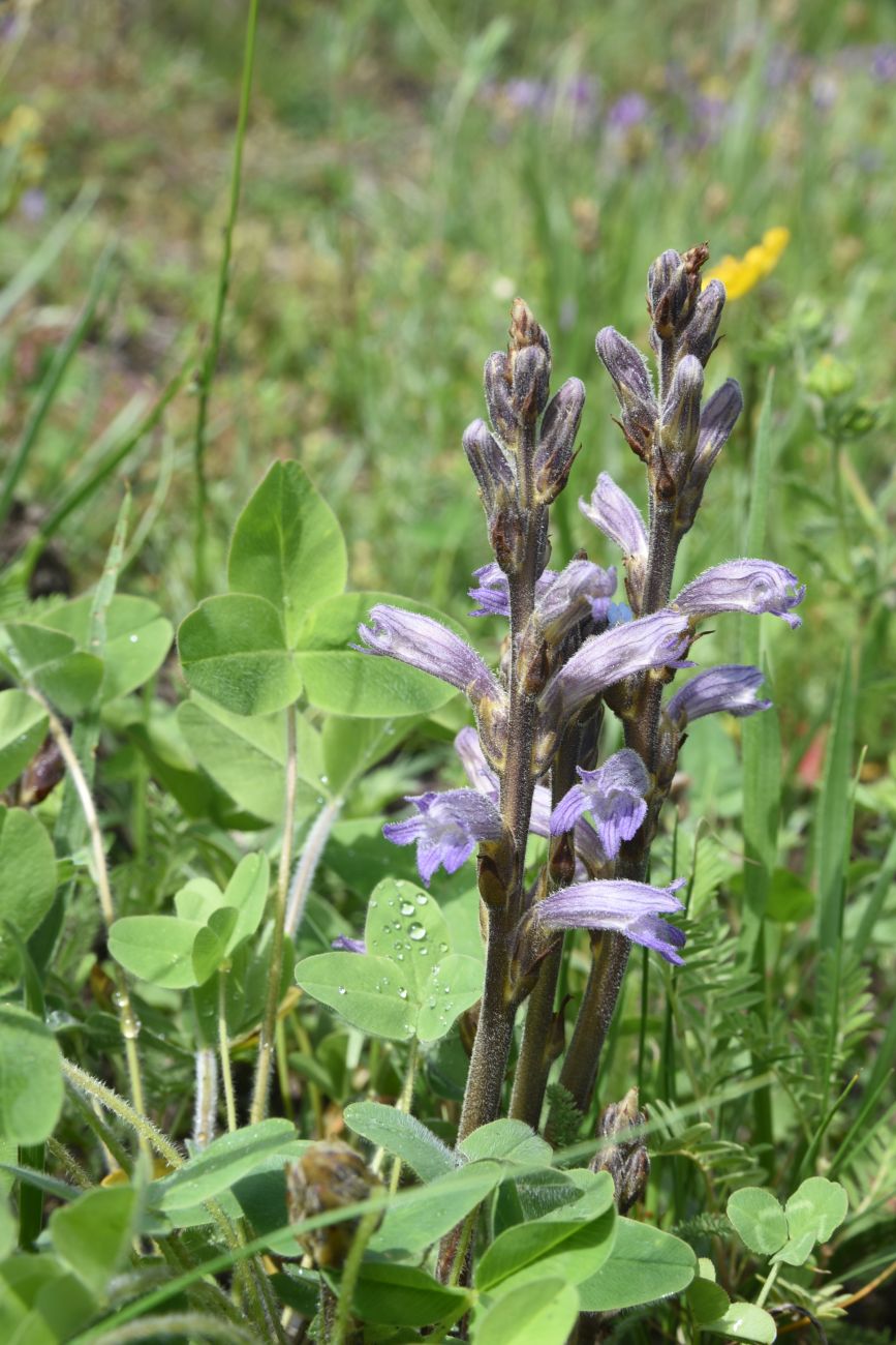 Изображение особи Phelipanche purpurea.
