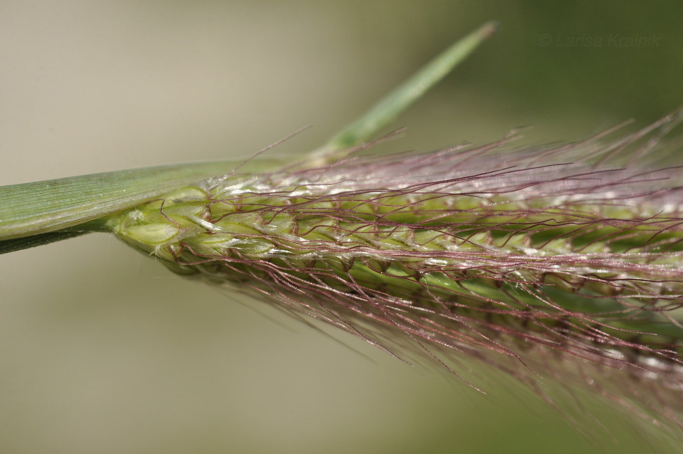 Изображение особи род Chloris.