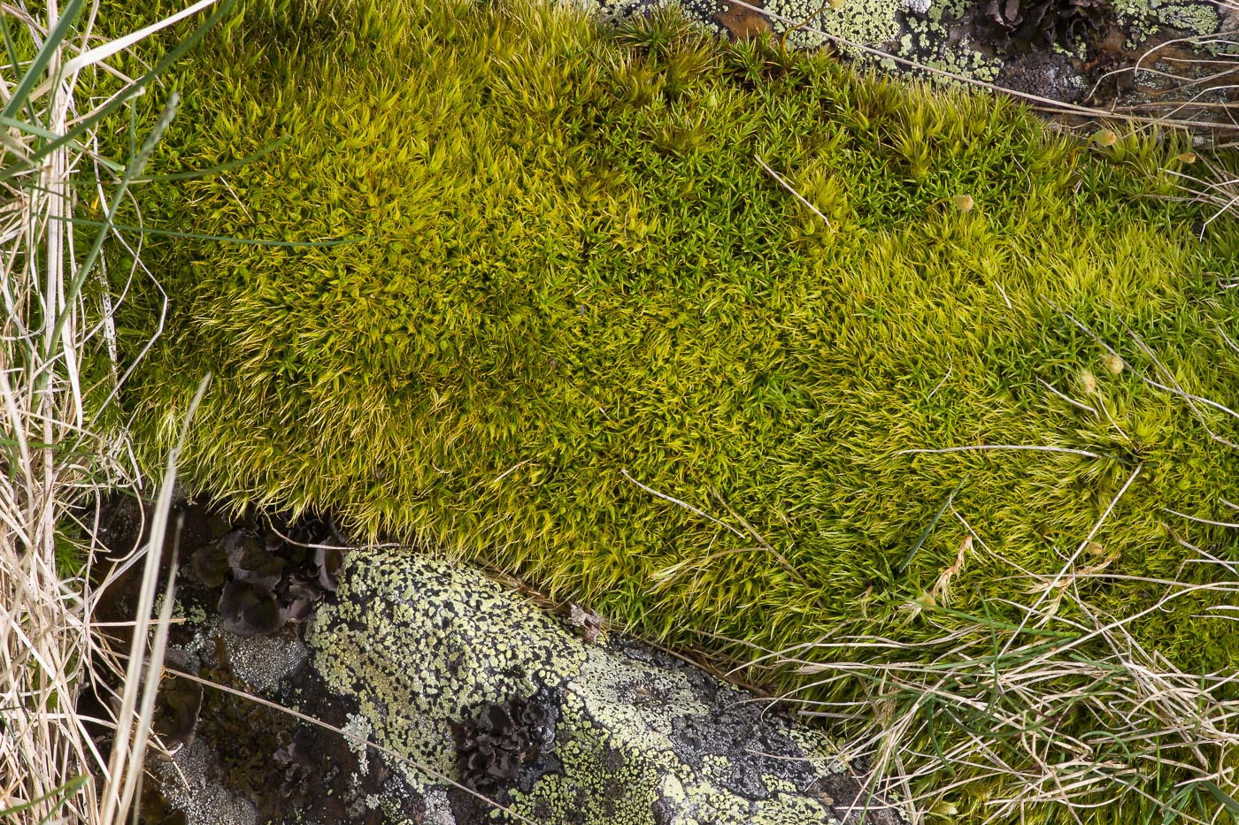 Image of Dicranum acutifolium specimen.