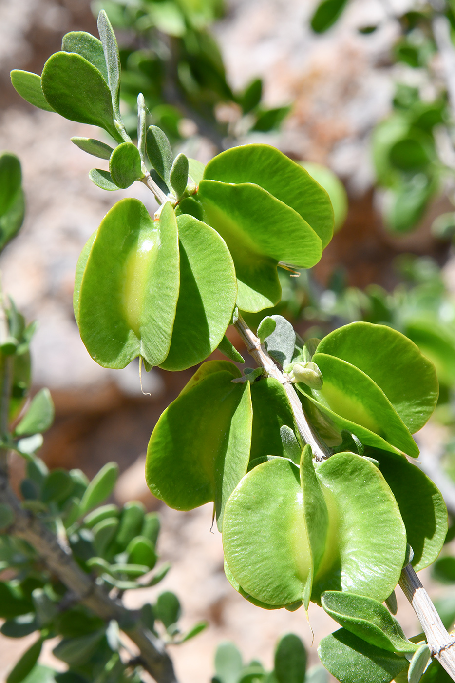 Image of Zygophyllum atriplicoides specimen.