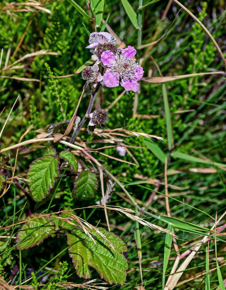Image of Rubus ulmifolius specimen.