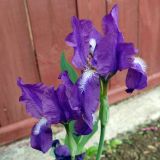 Iris germanica. Верхушки побегов с цветками. Свердловская обл., окр. г. Североуральск, дачный участок. 02.07.2023.