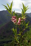 Weigela suavis. Ветвь с цветками. Буреинское нагорье, Баджальский хр., верховья руч. Омот-Макит в басс. р. Герби, луговое сообщество на скалах, в поясе кедрового стланика. 08.07.2007.