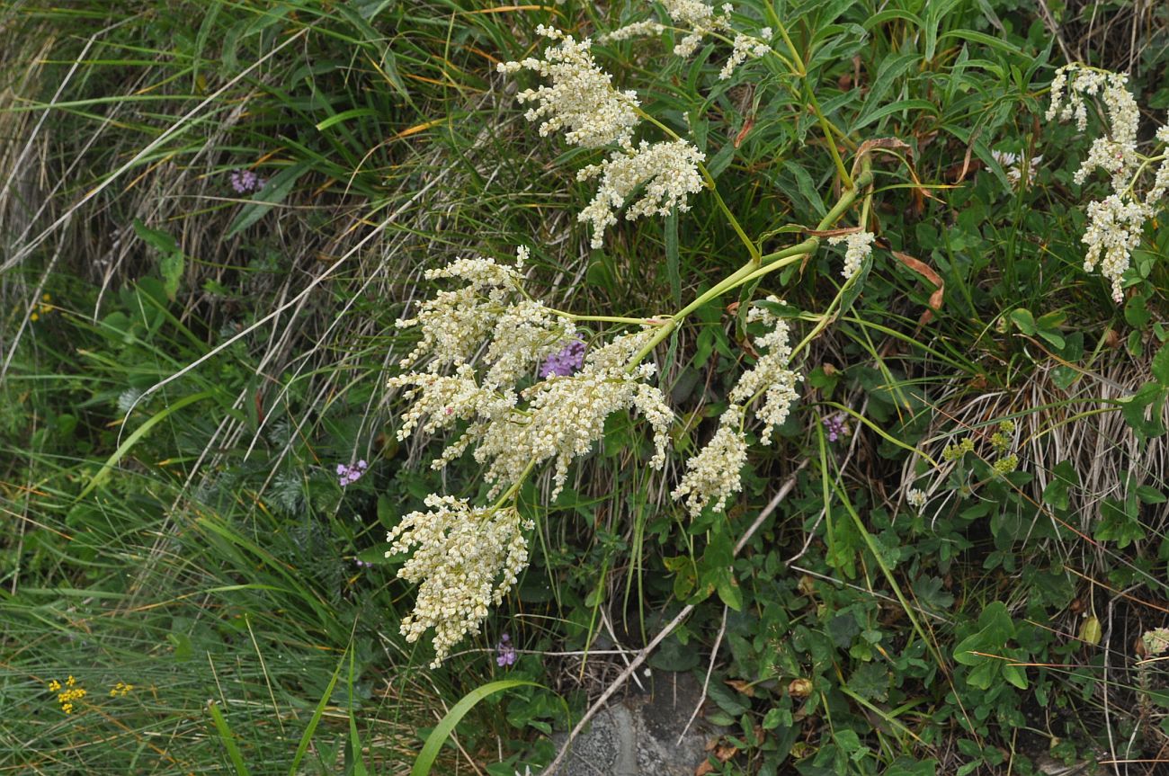 Image of Aconogonon alpinum specimen.