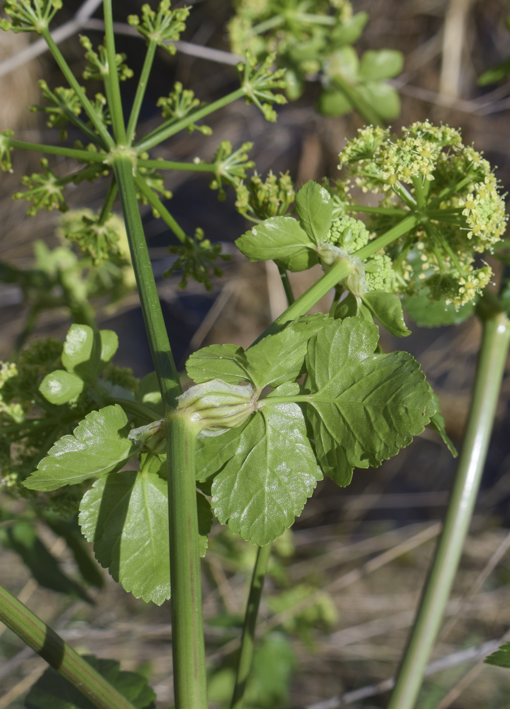 Image of Smyrnium olusatrum specimen.