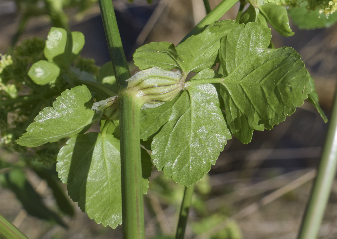 Изображение особи Smyrnium olusatrum.