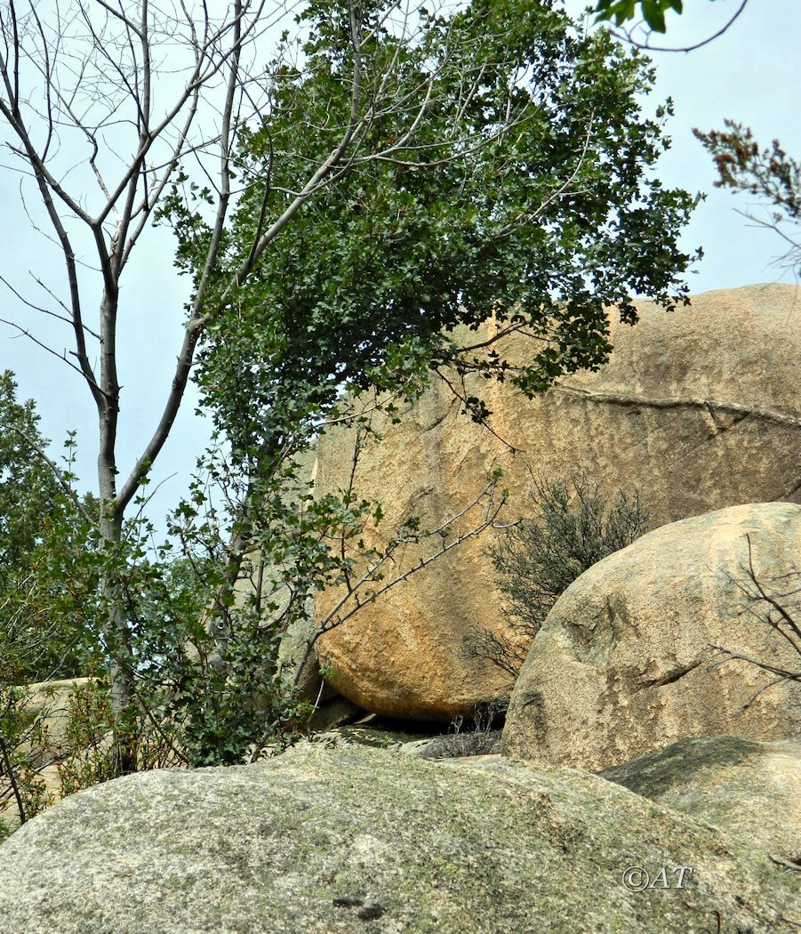 Изображение особи Acer monspessulanum.