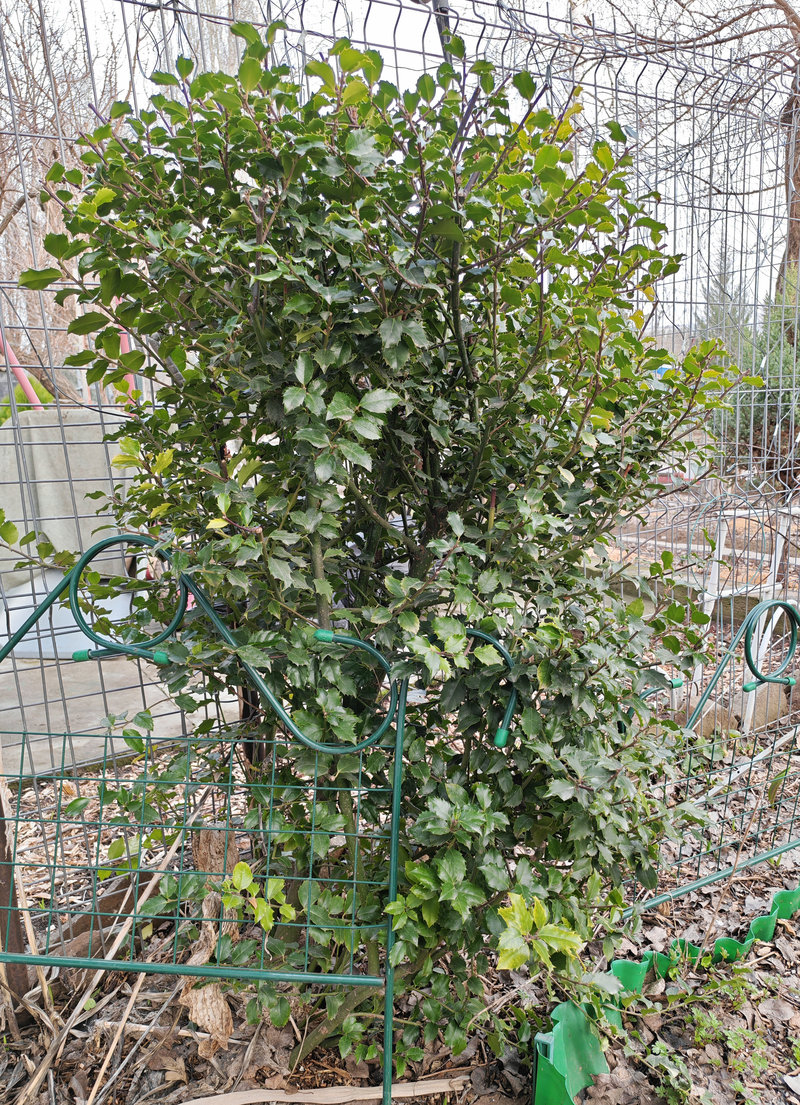 Изображение особи Ilex × meserveae.