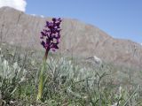 Anacamptis morio подвид caucasica. Цветущее растение. Крым, окр. г. Феодосия, Лисья бухта, остепнённая терраса. 13 апреля 2026 г.