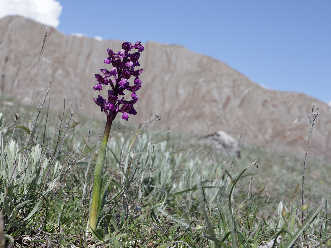 Изображение особи Anacamptis morio ssp. caucasica.