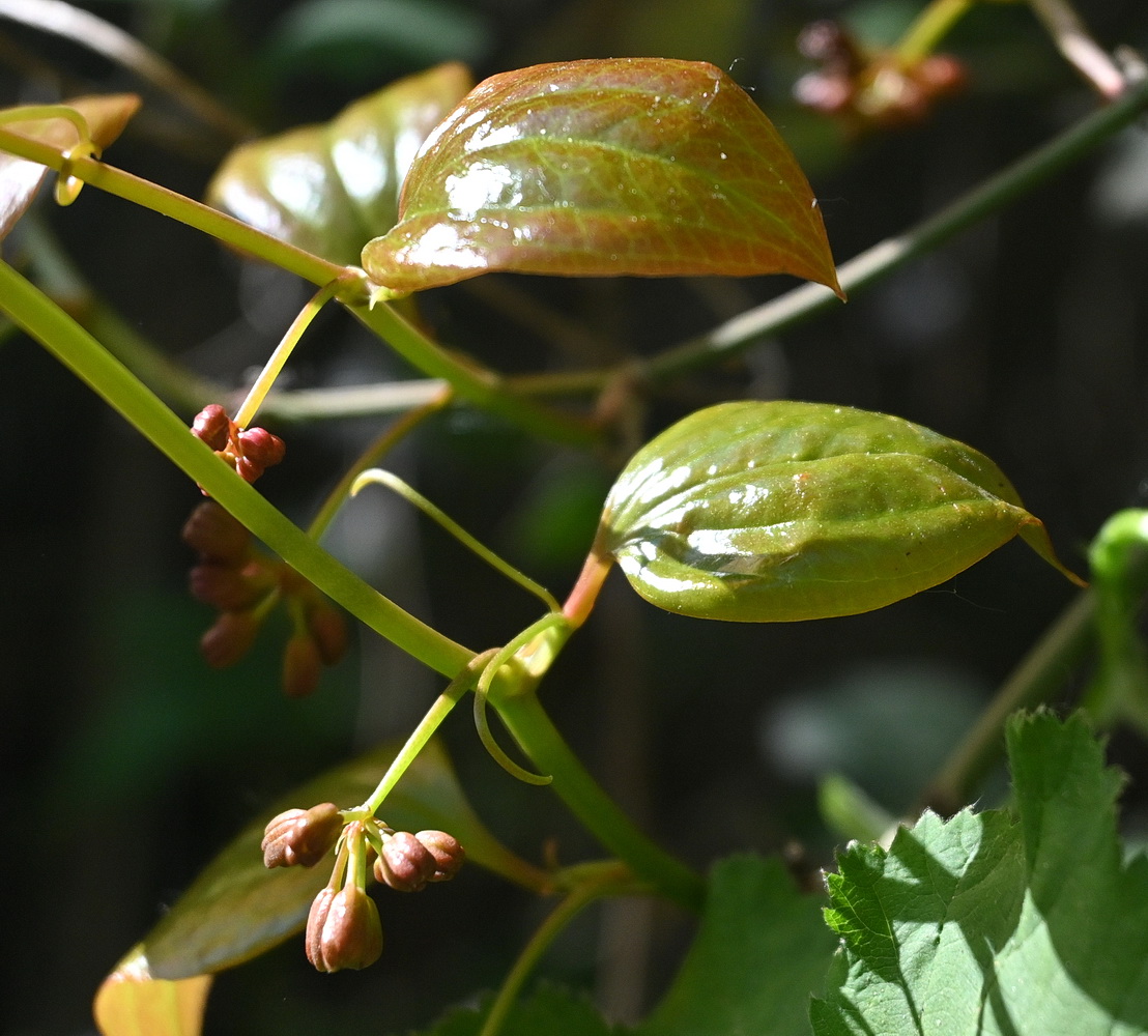 Image of Smilax excelsa specimen.