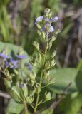 Veronica anagallis-aquatica. Соцветие с цветками, бутонами и незрелыми плодами. Испания, Каталония, пров. Жирона, комарка Баш Эмпорда, муниципалитет Пальс, залежь на рисовом чеке. 27.04.2026.