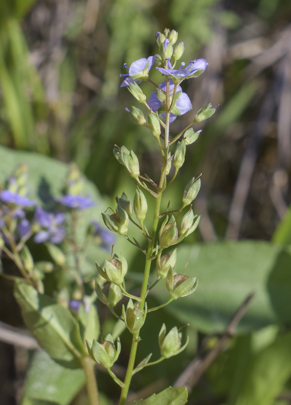 Image of Veronica anagallis-aquatica specimen.