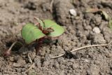 Impatiens glandulifera. Ювенильное растение. Ленинградская обл., Ломоносовский р-н, пос. Дубки, дачный участок. 09.05.2026.
