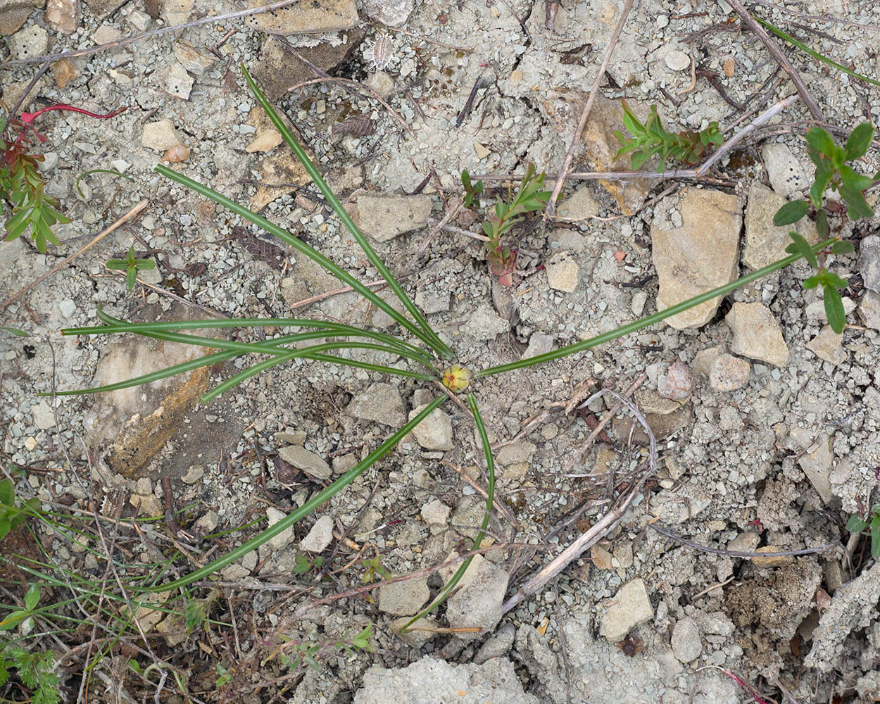 Image of Crocus reticulatus specimen.