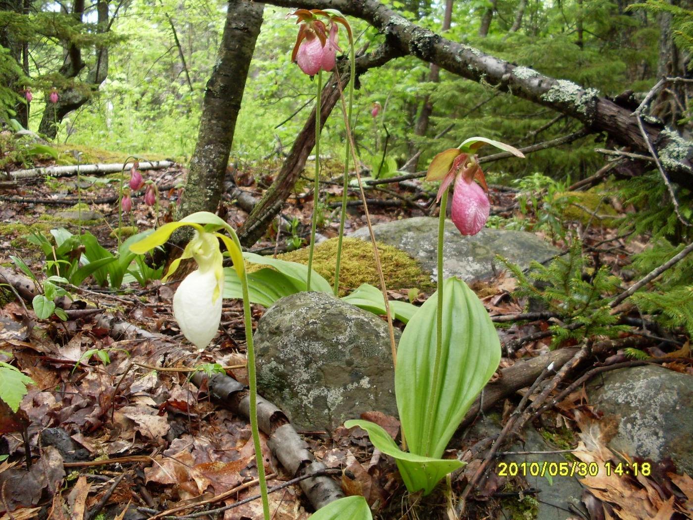 Image of Cypripedium acaule specimen.
