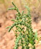 Camphorosma monspeliaca. Верхушки побегов. Астраханская обл., Камызякский р--н, окр. с. Раздор, бэровский бугор Широкий. 11.06.2026.