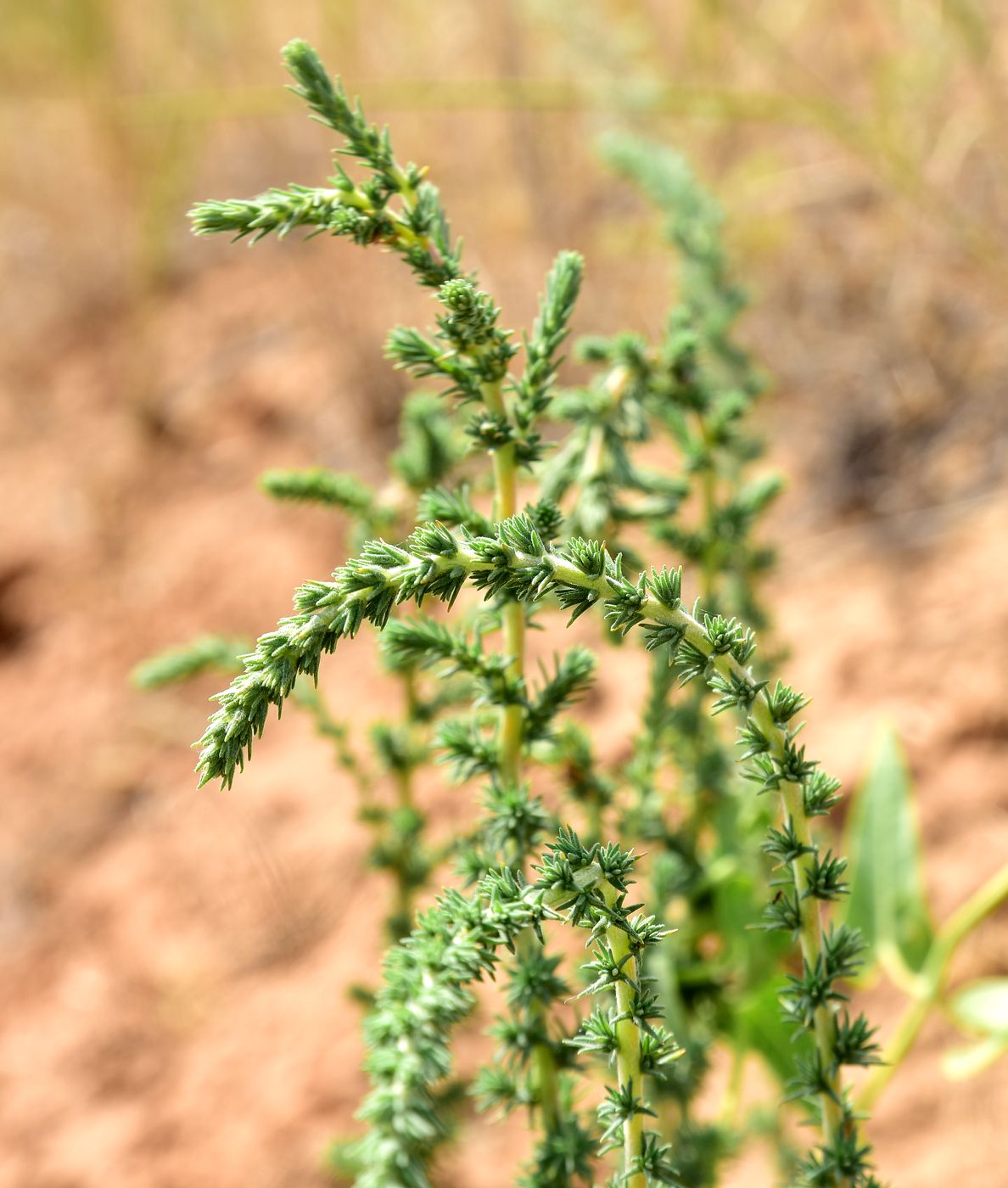 Image of Camphorosma monspeliaca specimen.