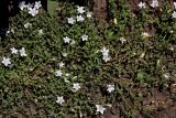 Campanula calaminthifolia