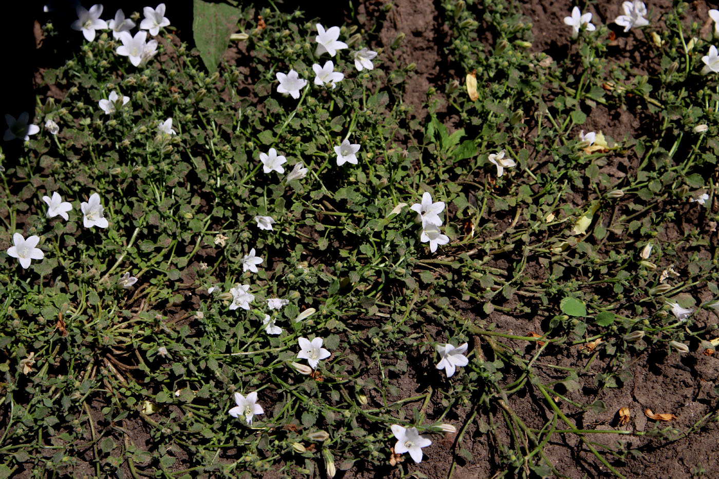 Изображение особи Campanula calaminthifolia.