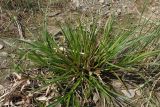 Scirpus radicans