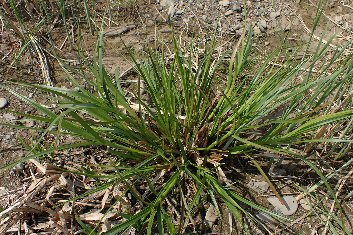 Изображение особи Scirpus radicans.
